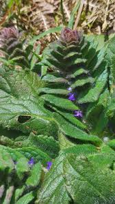 Attēlu rezultāti vaicājumam “Ajuga pyramidalis leaf”