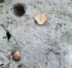 Attēlu rezultāti vaicājumam “Ophiostoma polyporicola”