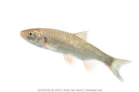 Image result for Squalius cephalus