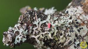 Attēlu rezultāti vaicājumam “Illosporiopsis christiansenii”