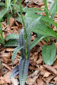 Attēlu rezultāti vaicājumam “Dactylorhiza maculata leaf”