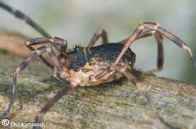 Attēlu rezultāti vaicājumam “Lophopilio palpinalis”