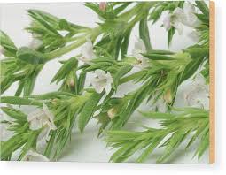 Image result for Satureja hortensis