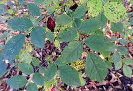 Attēlu rezultāti vaicājumam “Rosa subcanina”