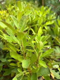Attēlu rezultāti vaicājumam “Myrica gale leaf”