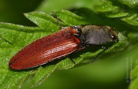 Attēlu rezultāti vaicājumam “Ampedus sanguineus”