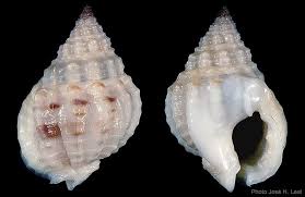 Image result for Nasolamia velox