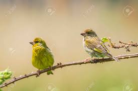 Attēlu rezultāti vaicājumam “Chloris chloris male”