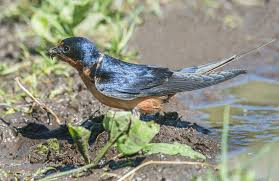 Attēlu rezultāti vaicājumam “Hirundo rustica adult”
