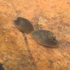 Attēlu rezultāti vaicājumam “Ancylus fluviatilis”