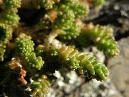 Attēlu rezultāti vaicājumam “Sedum acre leaf”