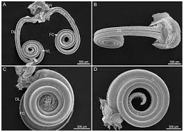 Attēlu rezultāti vaicājumam “Protoschinia scutosa”