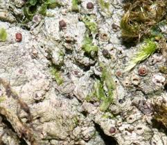 Attēlu rezultāti vaicājumam “Thelopsis rubella”