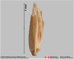 Attēlu rezultāti vaicājumam “Poa compressa”