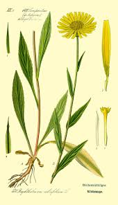 Image result for Buphthalmum salicifolium