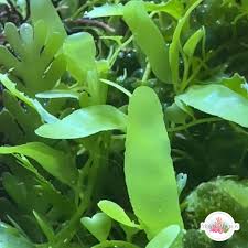 Attēlu rezultāti vaicājumam “Licea pusilla macro”