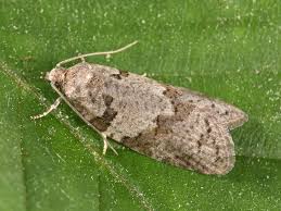 Attēlu rezultāti vaicājumam “Eana incanana”