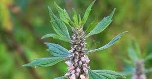 Attēlu rezultāti vaicājumam “Leonurus quinquelobatus”