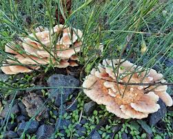 Attēlu rezultāti vaicājumam “Abortiporus biennis”