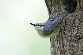 Attēlu rezultāti vaicājumam “Sitta europaea nest”