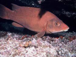 Image result for Labrus bergylta