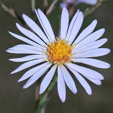 Attēlu rezultāti vaicājumam “Diderma rufostriatum young”