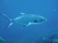 Image result for Lichia amia