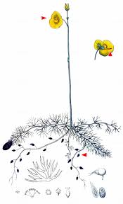 Attēlu rezultāti vaicājumam “Utricularia intermedia”