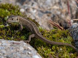 Attēlu rezultāti vaicājumam “Lacerta agilis male”