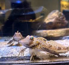 Attēlu rezultāti vaicājumam “Priobium carpini”