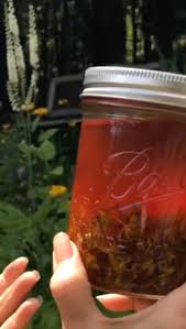 Attēlu rezultāti vaicājumam “Hypericum perforatum fruit”