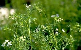 Image result for Koriander