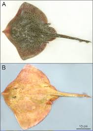 Image result for Raja montagui