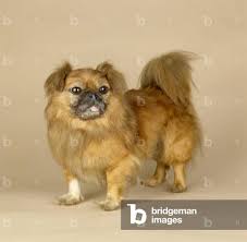 Attēlu rezultāti vaicājumam “Canis lupus familiaris”