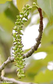 Attēlu rezultāti vaicājumam “Populus x gileadensis”