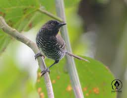 Attēlu rezultāti vaicājumam “Didea alneti”