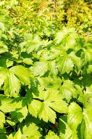 Attēlu rezultāti vaicājumam “Ranunculus lanuginosus”