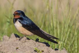 Attēlu rezultāti vaicājumam “Hirundo rustica juvenile”