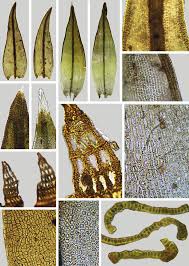 Attēlu rezultāti vaicājumam “Schistidium robustum”