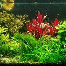 Attēlu rezultāti vaicājumam “Hildenbrandia rivularis”