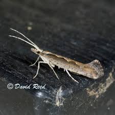 Attēlu rezultāti vaicājumam “Plutella xylostella”