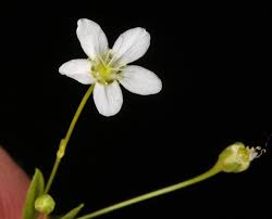 Attēlu rezultāti vaicājumam “Moehringia lateriflora flower”