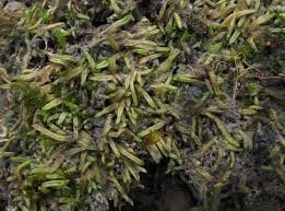 Attēlu rezultāti vaicājumam “Riccia canaliculata”