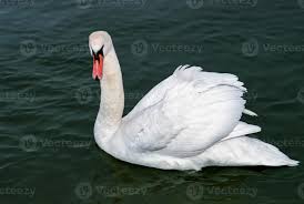 Attēlu rezultāti vaicājumam “Cygnus olor adult”