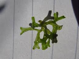 Attēlu rezultāti vaicājumam “Riccia rhenana”