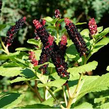 Attēlu rezultāti vaicājumam “Phytolacca acinosa fruit”