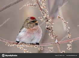 Attēlu rezultāti vaicājumam “Carduelis flammea male”