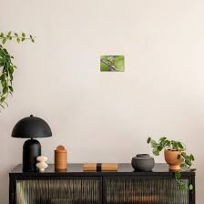 Image result for Dendroica tigrina