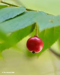 Attēlu rezultāti vaicājumam “Trientalis europaea fruit”