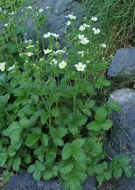 Attēlu rezultāti vaicājumam “Potentilla arenaria flower”